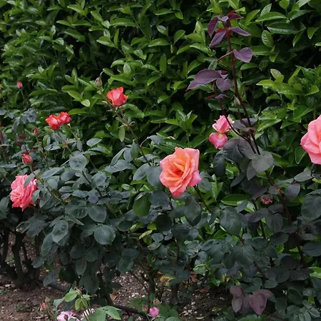 Rosemarie 3* Manciano